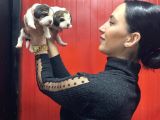 Beagle Yavrularım Sağlık Ve Irk Garantilidir