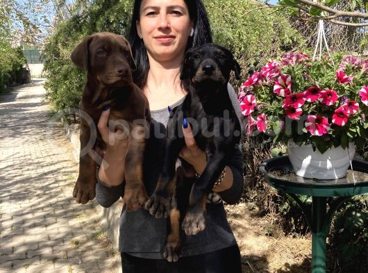 Doberman Yavrularım Sağlık Ve Irk Garantili görsel
