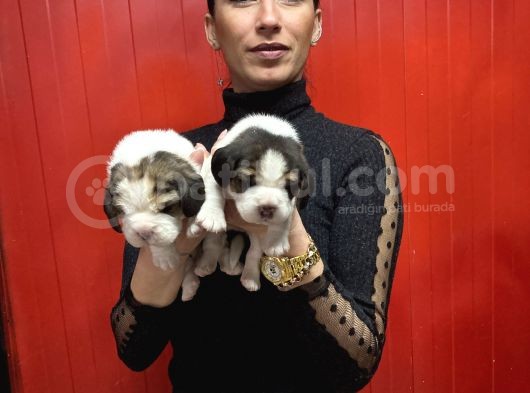 Beagle Yavrularım Sağlık Ve Irk Garantilidir görsel