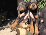 Doberman Yavrularım Sağlık Ve Irk Garantili