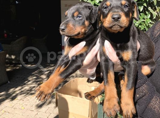 Doberman Yavrularım Sağlık Ve Irk Garantili görsel