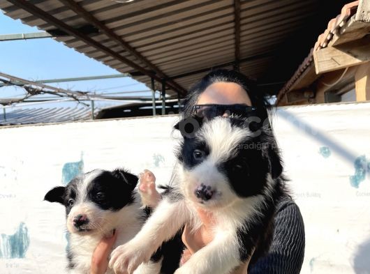 Border Colie Yavrularım Sağlık Ve Irk Garantilid görsel