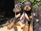 Doberman Yavrularım Sağlık Ve Irk Garantili