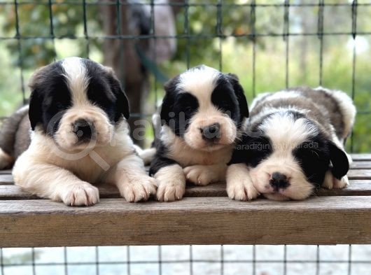 Safkan Kıf Secereli Saint Bernard Yavruları