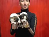 Beagle Yavrularım Sağlık Ve Irk Garantilidir
