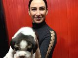 Beagle Yavrularım Sağlık Ve Irk Garantilidir