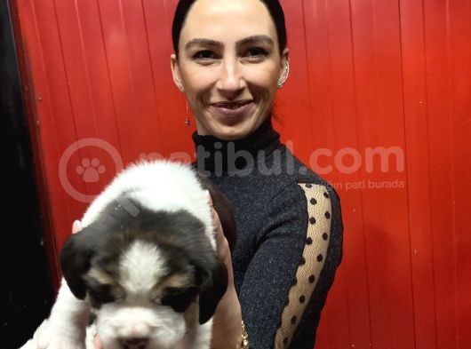 Beagle Yavrularım Sağlık Ve Irk Garantilidir görsel