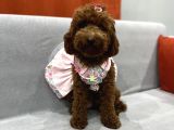Darkredbrown Annenin Muhteşem Bebekletine Bakmadan Geçmeyin