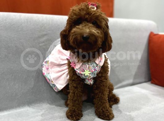 Darkredbrown Annenin Muhteşem Bebekletine Bakmadan Geçmeyin görsel