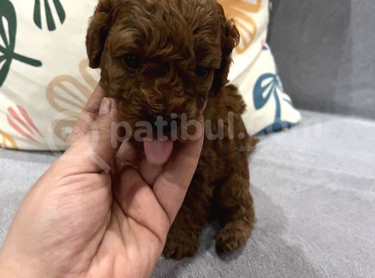Darkredbrown Annenin Muhteşem Bebekletine Bakmadan Geçmeyin görsel
