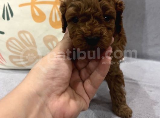 Darkredbrown Annenin Muhteşem Bebekletine Bakmadan Geçmeyin