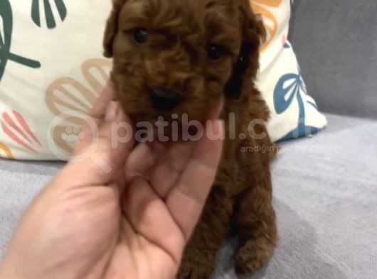 Darkredbrown Annenin Muhteşem Bebekletine Bakmadan Geçmeyin görsel
