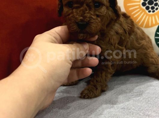 Darkredbrown Annenin Muhteşem Bebekletine Bakmadan Geçmeyin görsel