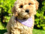 Eşşiz renk geçişleriyle maltipoo