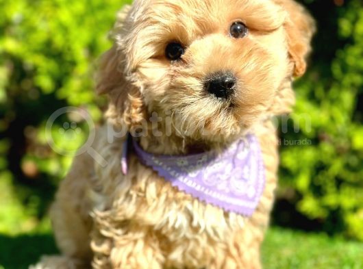 Eşşiz Renk Geçişleriyle Maltipoo