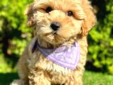 Eşşiz Renk Geçişleriyle Maltipoo