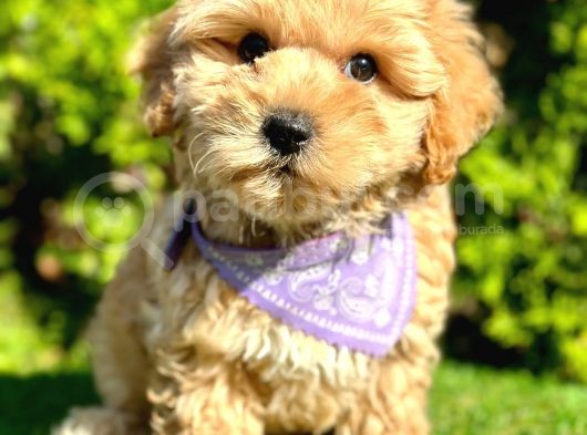 Eşşiz Renk Geçişleriyle Maltipoo görsel