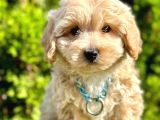 Maltipoo 