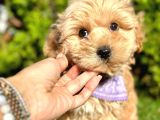 Eşşiz Renk Geçişleriyle Maltipoo