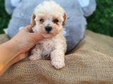 f1 SÜPER KALİTE MALTİPOO DİŞİ
