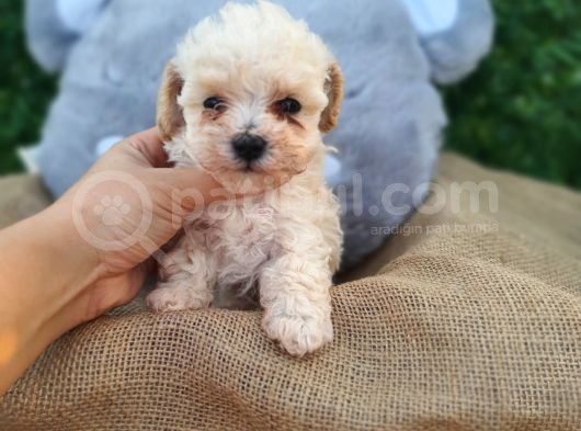 F1 Süper Kali̇te Malti̇poo Di̇şi̇