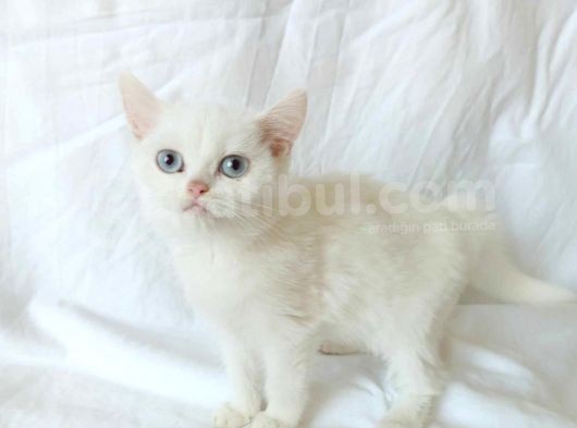 British Sorthair White