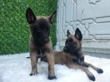 Orji̇nal Safkan Belçi̇ka Kurdu Erkek