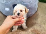 F1 Süper Kali̇te Malti̇poo Di̇şi̇
