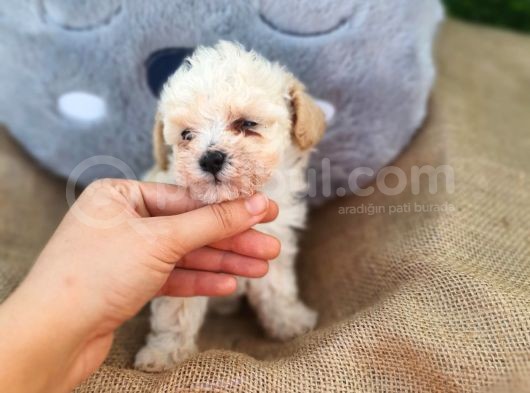 F1 Süper Kali̇te Malti̇poo Di̇şi̇ görsel
