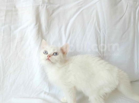 British Sorthair White görsel