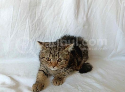 British Sorthair Brown Tabby görsel