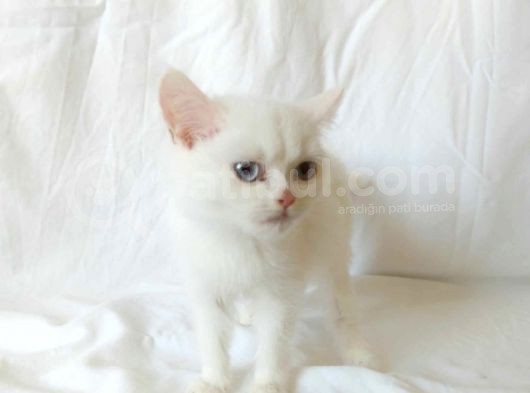 British Sorthair White görsel