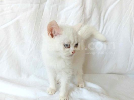 British Sorthair White görsel