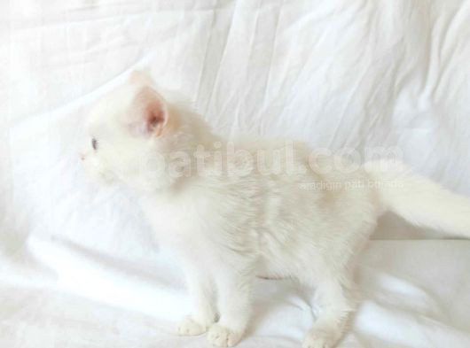 British Sorthair White görsel