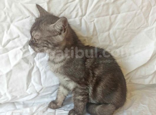 British Sorthair Black Tabby görsel