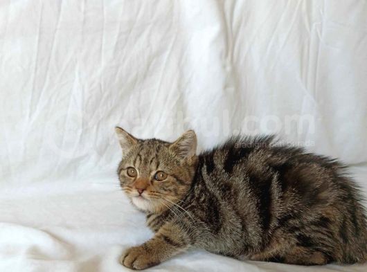 British Sorthair Brown Tabby görsel