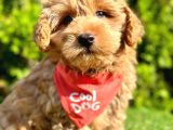 Sıfır Numara  Maltipoo