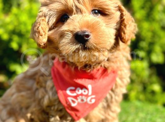 Sıfır Numara  Maltipoo görsel