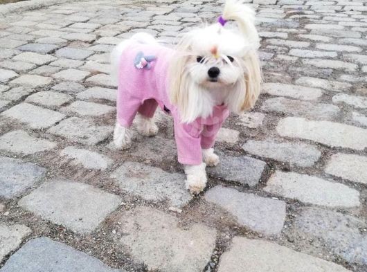 Sevimli Teacup Sıfır Burun Maltese Bebeklerim görsel