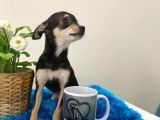 Teacup Elma Kafa Prenses