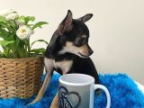 Teacup Elma Kafa Prenses