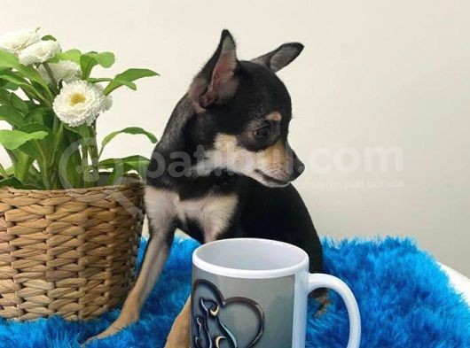 Teacup Elma Kafa Prenses