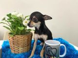 Teacup Elma Kafa Prenses
