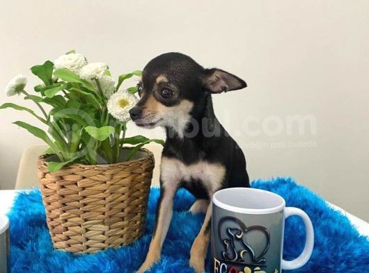 Teacup Elma Kafa Prenses görsel