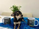 Teacup Elma Kafa Prenses