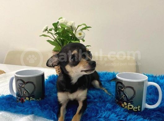 Teacup Elma Kafa Prenses görsel