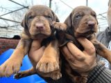 Üst Kalite Irk Garantili Doberman Yavrular
