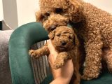Ev doğumu poodle yavrularımız rezerveye açık