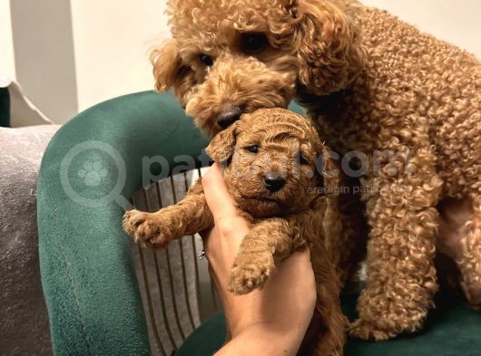 Ev Doğumu Poodle Yavrularımız Rezerveye Açık
