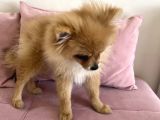 4 Aylık Tilki Surat Erkek Pomeranian